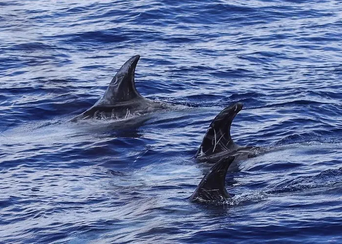 Sara & Gino's House Apartmán