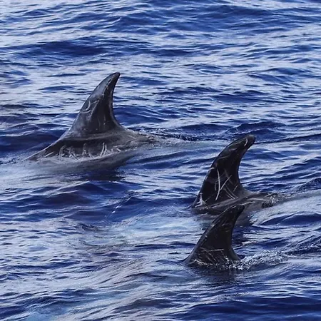 Sara & Gino's House Lejlighed