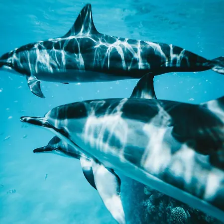 Lejlighed Sara & Gino's House Corralejo