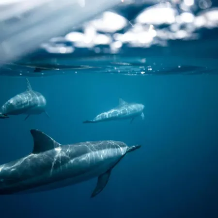 Lejlighed Sara & Gino's House